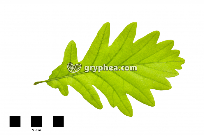 Chêne - Feuille sur fond blanc (Quercus robur)  - gryphea.com